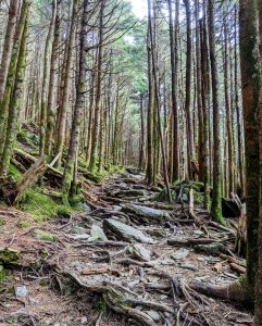 A hiking path through a trail of tall trees.