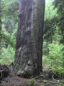 A Redwood tree.
