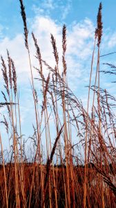 Prairie grass against a background of blue sky.