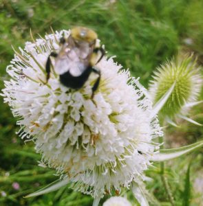 A bumblebee on top of a white flower.