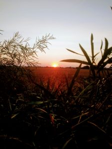 A sunset over a farm field.