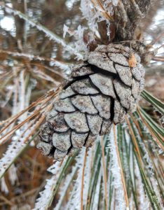 A pine cone hanging from a frosted-over tree.