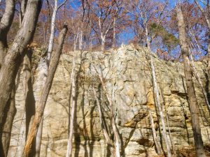 A grove of trees in front of a cliff face at Starved Rock State Park in Illinois.