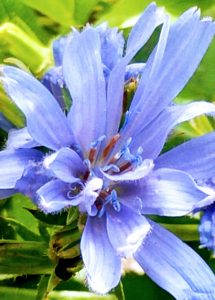 A purple flower in bloom.