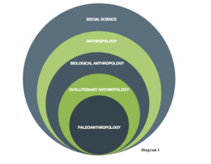 Disciplinary relationships as a series of nesting circles. Image is of five circles nested within one another. The biggest, outermost circle is labeled “Social Science,” the next one, “Anthropology,” then “Biological Anthropology,” then “Evolutionary Anthropology,” and finally, the smallest circle reads, “Paleoanthro- pology.”