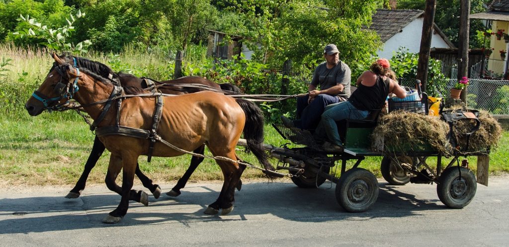 A photograph of a horse drawn cart. Two brown horses pull the cart along a paved road. The horses are connected to a wheeled cart, which has two human occupants and a cargo area filled with hay and other supplies. In the background are shrubs and part of a house.