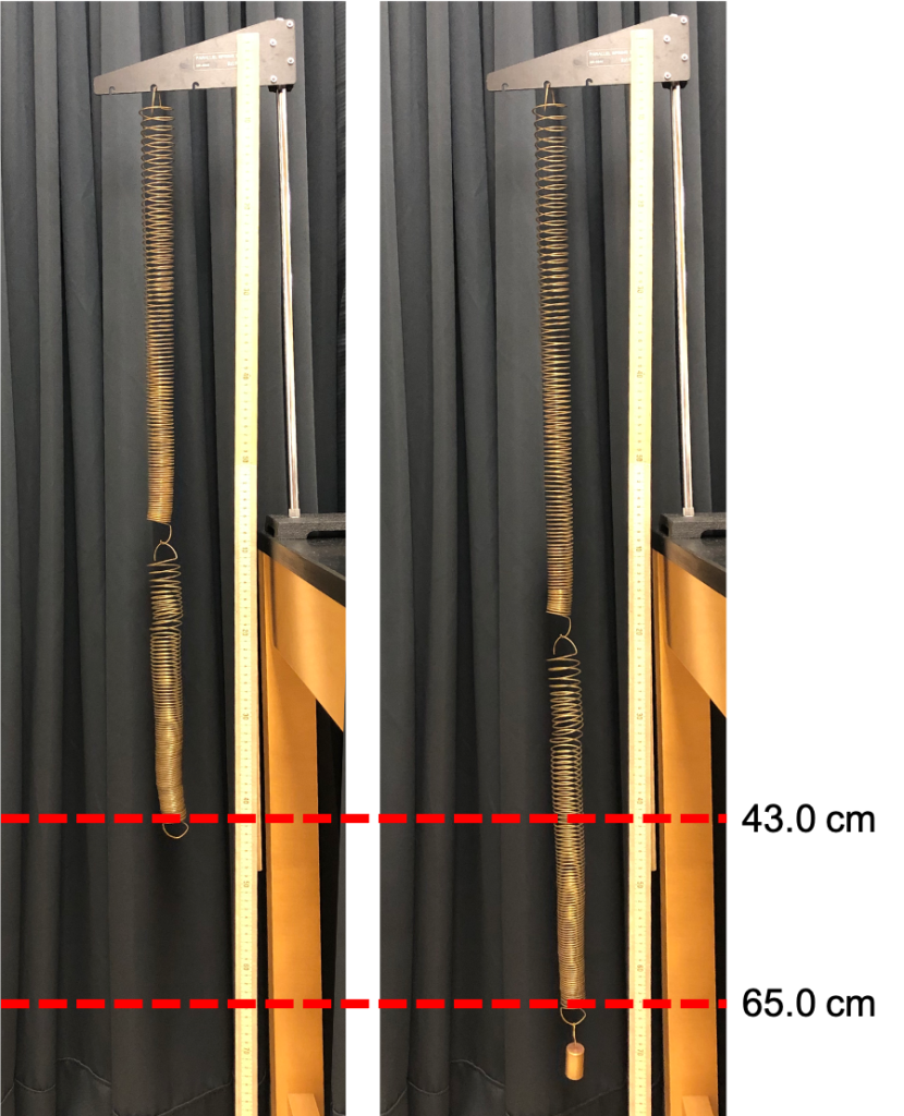 Two photographs. The photograph on the left shows two series springs: two identical springs connected end-to-end. They are connected to a ring stand and positioned next to a meter stick for measurement purposes. The bottom of the bottom spring is positioned at 43.0 cm on the meter stick. The photograph on the right shows the series springs now with a 100 g mass placed on the bottom. The bottom of the bottom spring is now at the 65.0 cm position on the meter stick.