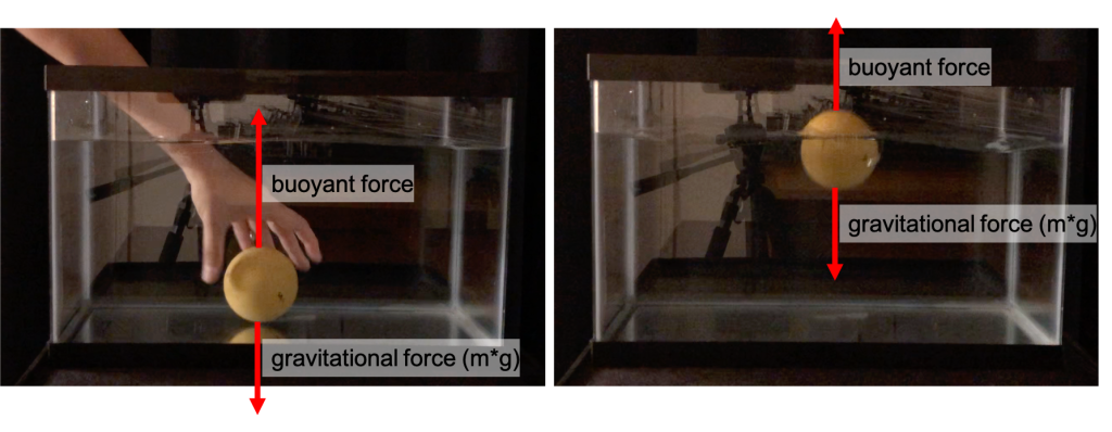 Two photographs of a fish tank. On the left, Dr. Pasquale has submerged a wooden sphere, and the photograph is taken just as she lets go and before the sphere floats to the surface. Annotated on this photograph is the buoyant force (pointing up, larger in magnitude) and gravity (pointing down, smaller in magnitude). On the right, the wooden sphere has reached its equilibrium position floating partially in the water. Annotated on the photograph are the two forces, now equal in magnitude.