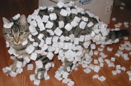 A photograph of a cat covered in white foam packing peanuts.