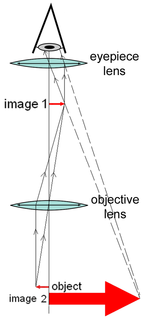A graphic of a compound microscope. An eye is seen looking through an eyepiece lens. Light rays are depicted creating an enlarged image from a small object.