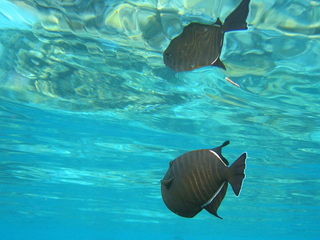 A photograph taken from under water. The water is bluish green. A fish can be seen floating in the water. At the top of the image, the water-air interface appears shimmery, like a mirror. A reflection of the fish can be seen at the interface.