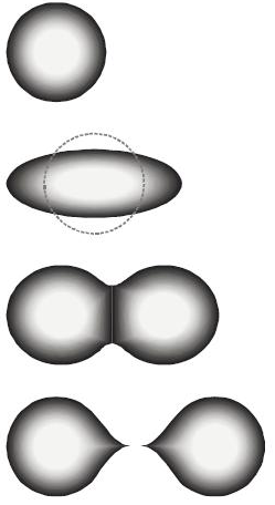 A depiction of the elongation and fission of a nucleus. At the top is a single nucleus, depicted as a sphere. The next image is an elongated nucleus, depicted as an oval shape. The next image shows the nucleus splitting apart into two spheres.