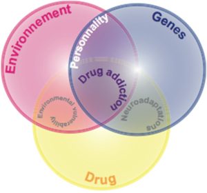 Triad of influences underlying vulnerability to drug addiction