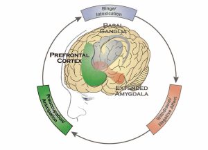 Illustration highlights the prefrontal cortex region of the brain and the associated preoccupation/anticipation stage of the addiction cycle.