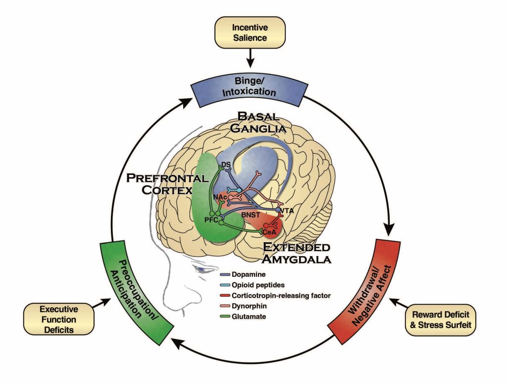 The Neurobiology of Substance Use, Misuse, and Addiction – Addictions ...