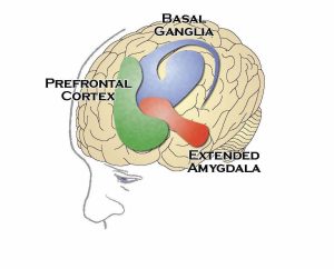 Illustration shows the regions of the brain involved in the addiction cycle. The basal ganglia are near the top of the brain, the extended amygdala is near the bottom, and the prefrontal cortex is towards the front.