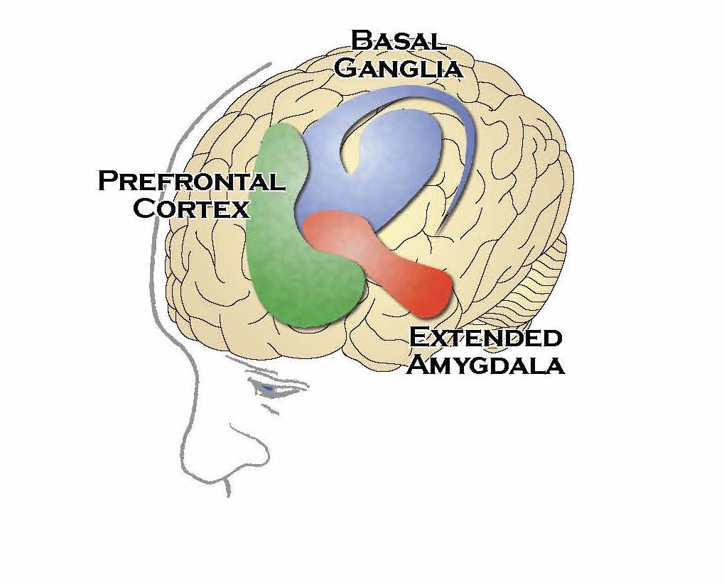 The Neurobiology of Substance Use, Misuse, and Addiction – Addictions ...