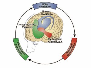 Illustration shows the regions of the brain and the corresponding stage of the addiction cycle. The basal ganglia are near the top of the brain, the extended amygdala is near the bottom, and the prefrontal cortex is towards the front. The binge/intoxication stage is associated with the basal ganglia, the withdrawal/negative affect stage is associated with the extended amygdala, and the preoccupation/anticipation stage is associated with the prefrontal cortex.