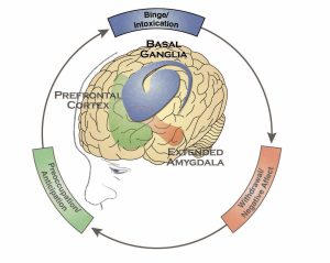 Illustration highlights the basal ganglia region of the brain and the associated binge/intoxication stage of the addiction cycle.
