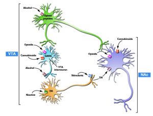 Illustration shows converging acute rewarding actions of addictive substances on the nucleus accumbens (NAc). Dopamine neurons that originate in the ventral tegmental area (VTA) project to the NAc. Opioid peptides act both in the VTA and NAc. Despite diverse initial actions, addictive substances produce some common effects on the VTA and NAc. Stimulants directly increase dopamine (DA) transmission in the NAc. Opioids, alcohol, and inhalants (e.g., the solvent toluene) do the same indirectly. Alcohol also activates the release of opioid peptides. Heroin and prescribed opioid pain relievers directly activate opioid peptide receptors. Nicotine activates dopamine neurons in the VTA. Cannabinoids may act in the VTA to activate dopamine neurons but also act on NAc neurons themselves.