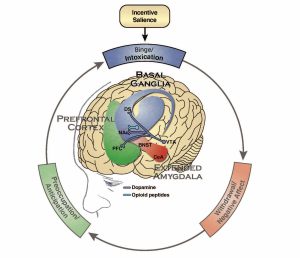 Illustration shows the major neurotransmitter systems involved in the binge/intoxication stage of addiction. In this stage, the neurons in the basal ganglia contribute to the rewarding effects of addictive substances and to incentive salience through the release of dopamine and the brain’s natural opioids (opioid peptides).