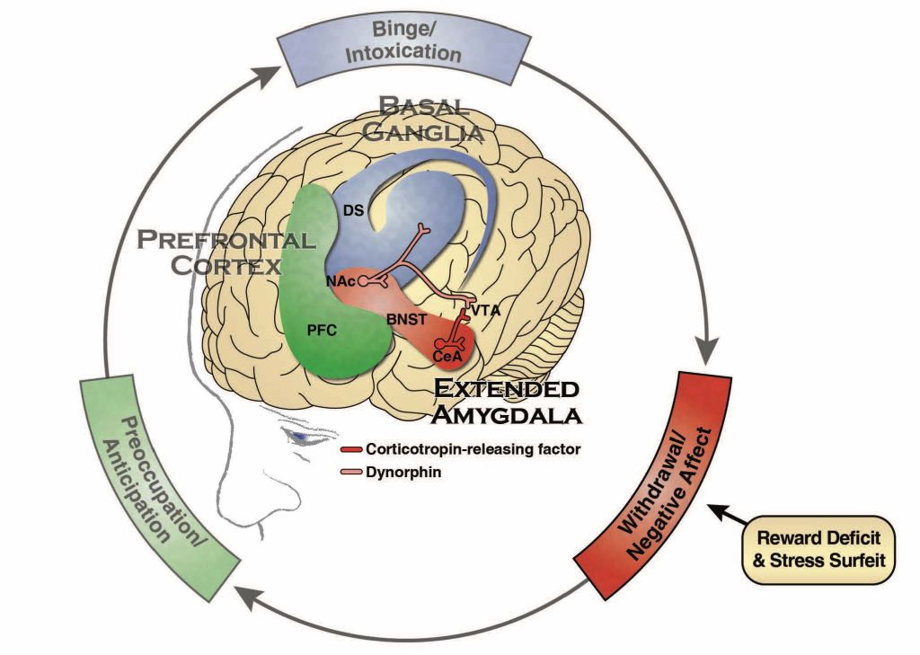 The Neurobiology of Substance Use, Misuse, and Addiction – Addictions ...