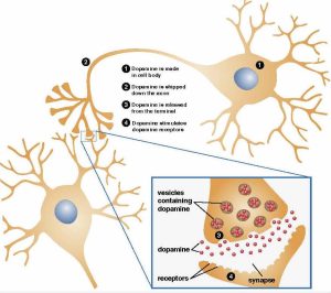 Illustration shows a neuron and its parts identifies the regions in a neuron and what they do. The axon extends out from the cell body and transmits messages to other neurons. Dopamine is made in the cell body and then shipped down the axon. Dendrites branch out from the cell body and receive messages from the axons of other neurons. Neurons communicate with one another through chemical messengers called neurotransmitters. The neurotransmitters cross a tiny gap, or synapse, between neurons and attach to receptors on the receiving neuron. Dopamine is released from the terminal and crosses the synapse to stimulate dopamine receptors.