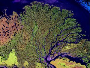 NASA false color satellite image of the delta of the Lena River as it reaches the Arctic Ocean in eastern Siberia.