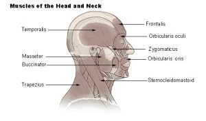 Anatomy of the Head and Neck muscles