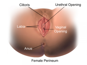 Visual Image of External female genitalia