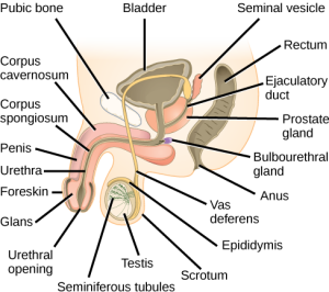 Visual image of external male genitalia