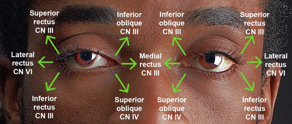 Extraocular movement via cranial nerves. 