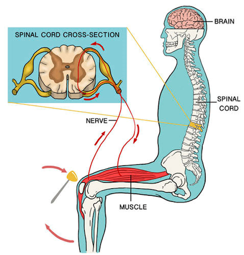 Reflex arc