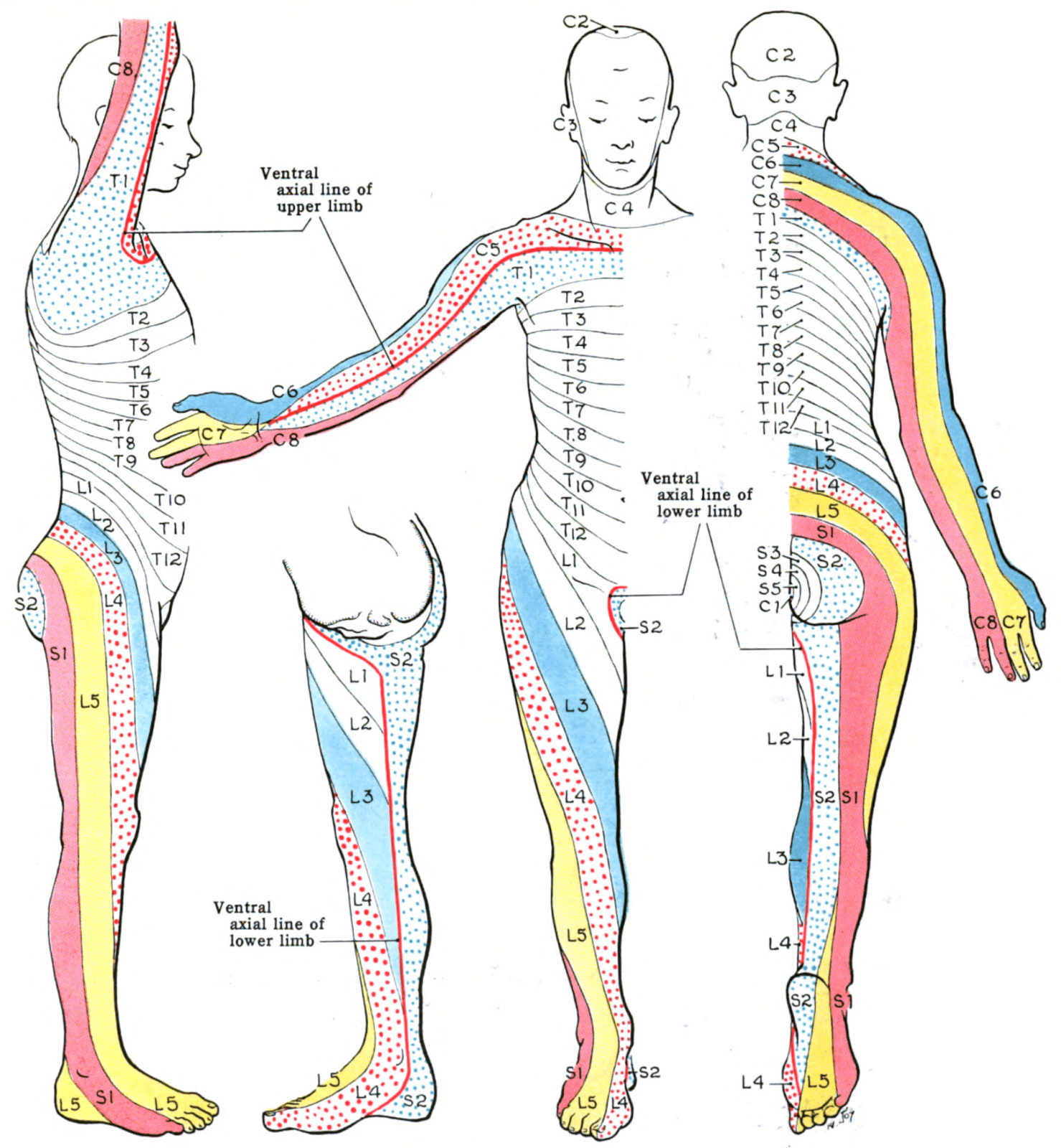 Dermatomes