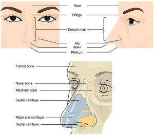 Anatomy of the nose