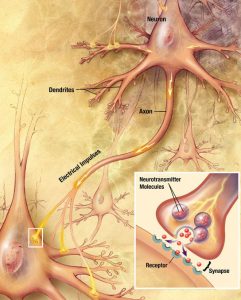 Chemical neurotransmitter exchange