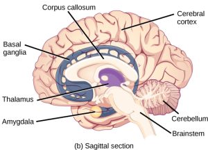 The inside of the brain