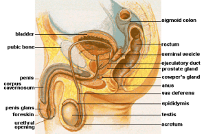 Male anatomy with secondary sex characteristics