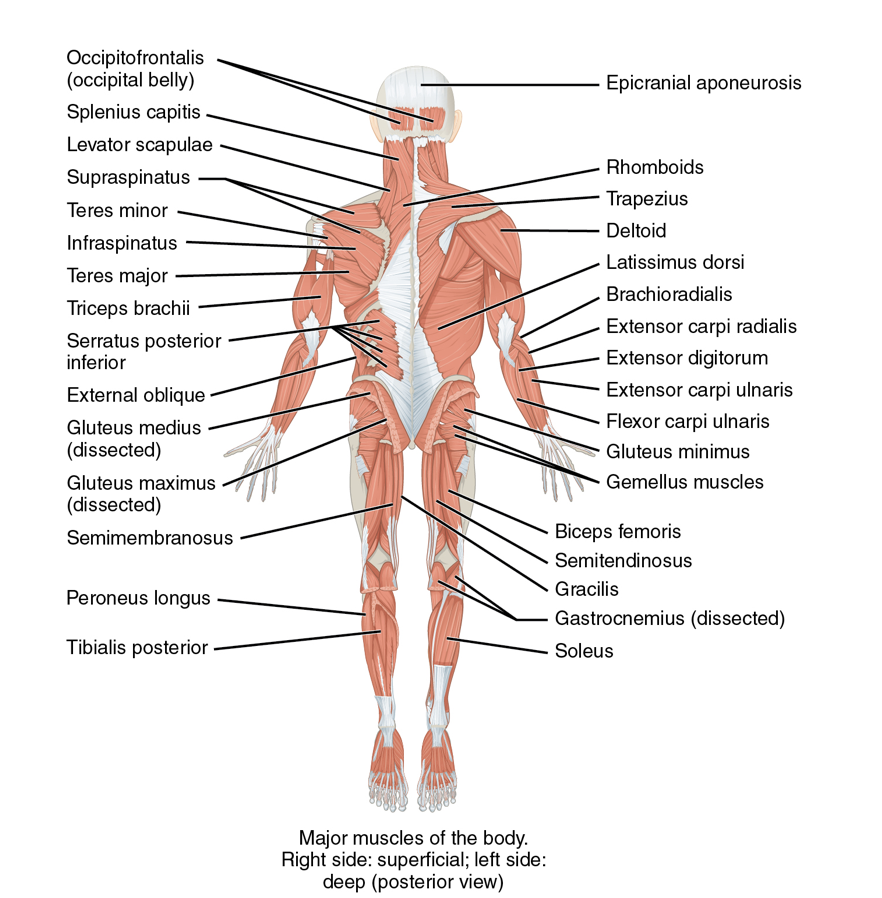 Major muscles of the body. Right side superficial, left side deep - posterior view, more details in the surrounding text and links.