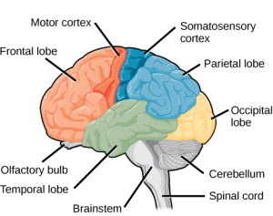 The parts of the brain