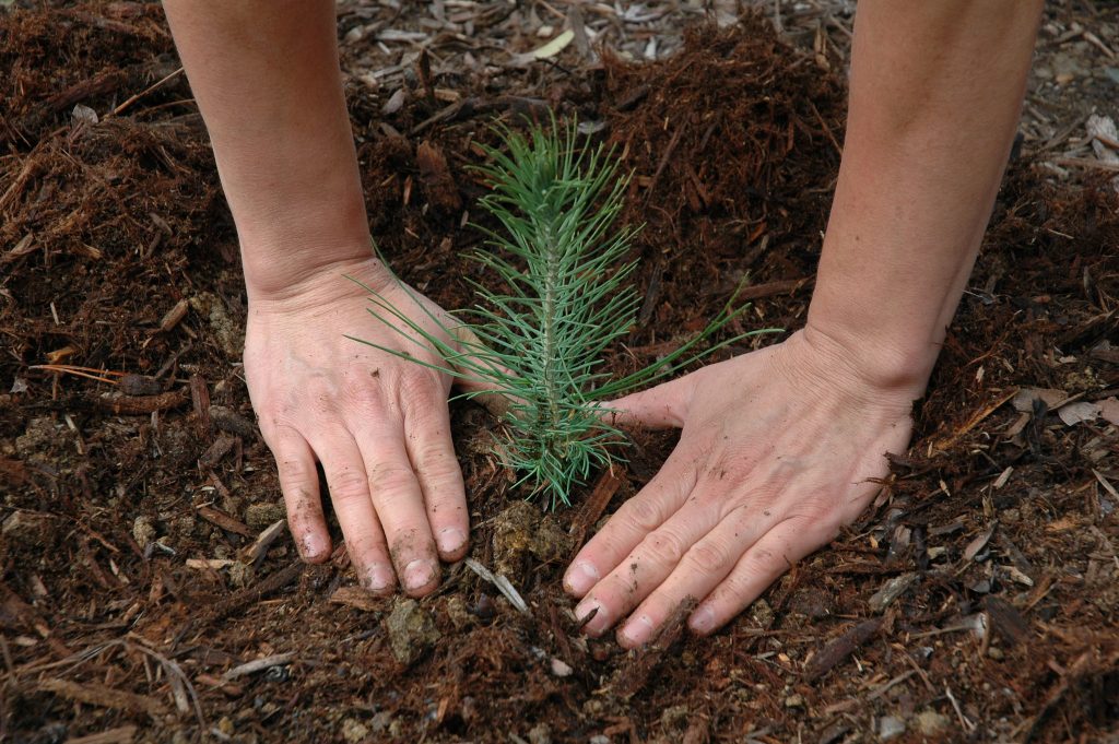 Two hands surround a sapling of a coniferous tree planted in mulch.