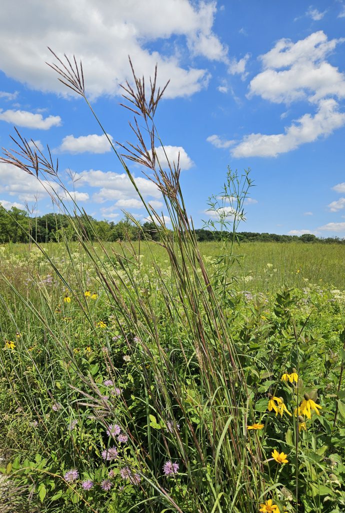 A photo of Big bluestem, a grass plant of the tallgrass prairie.