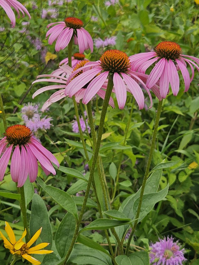 A photo of purple coneflower, a forb of the tallgrass prairie.