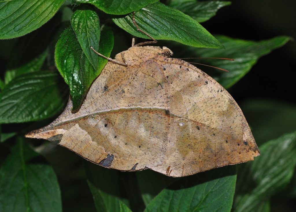 A photograph of a butterfly camouflaged as a dead, brown leaf among green leaves.