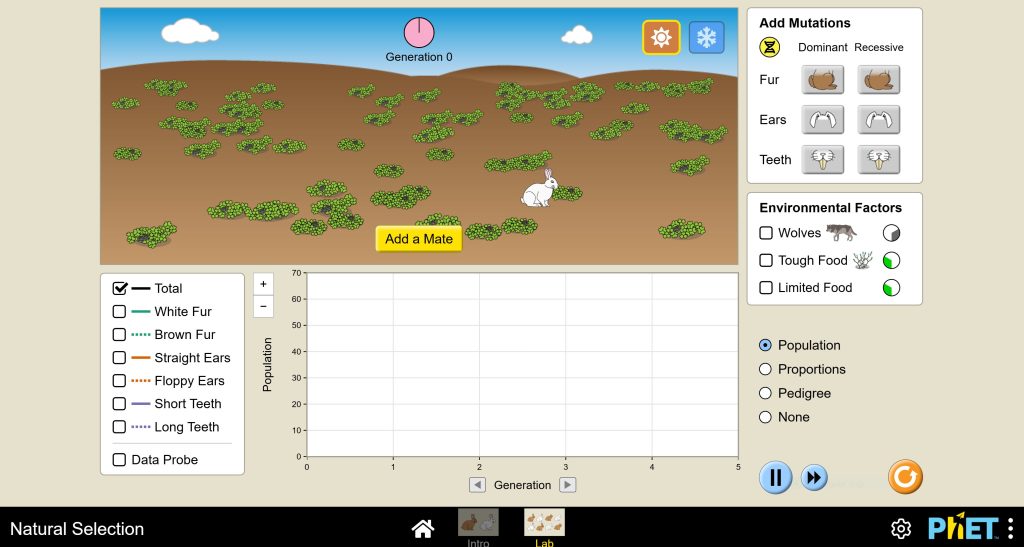 A screenshot of the homepage for the Natural Selection simulation. This image is the same as the previous image, except there are mutation options beyond white/brown fur: straight/floppy ears and short/long teeth.