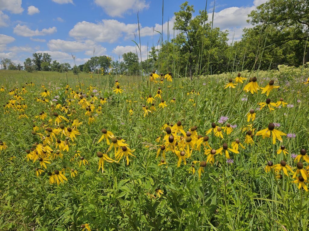 A photo of yellow coneflowers in a prairie.