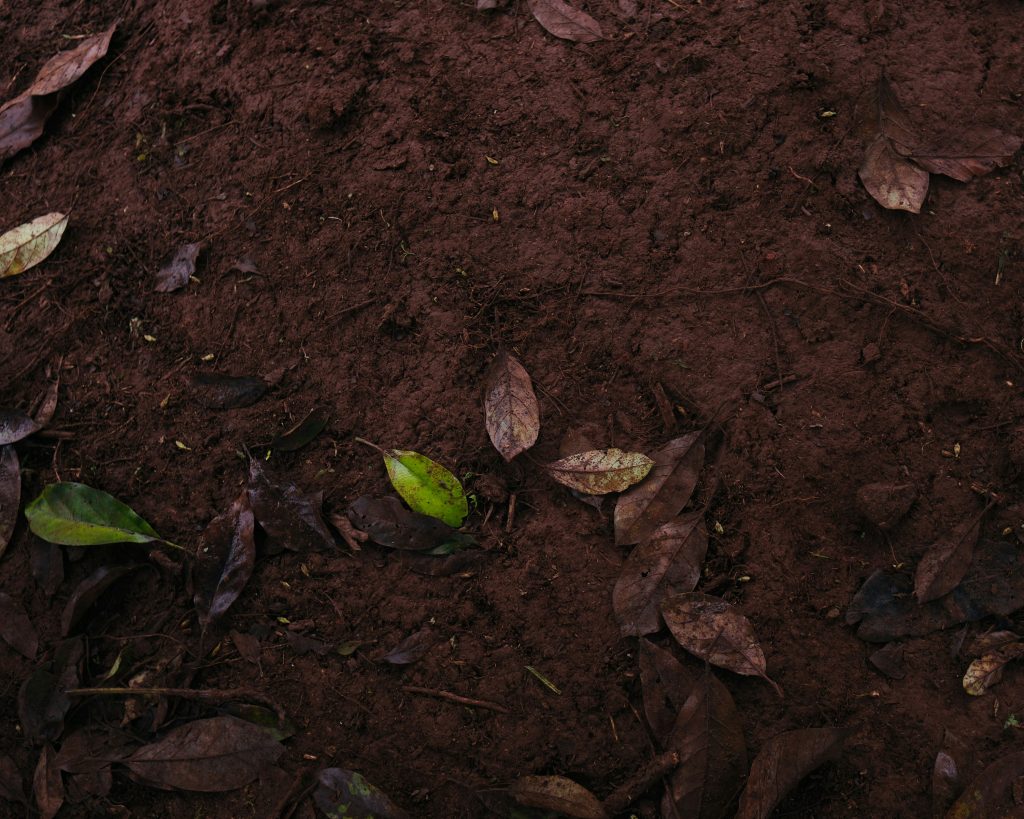 Dark brown dirt covered with leaves in varying stages of decay.