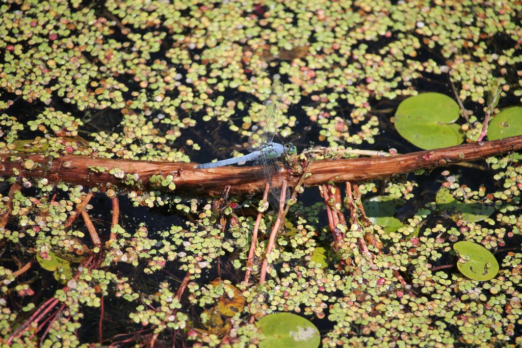 A dragonfly on a branch amidst floating aquatic plants.