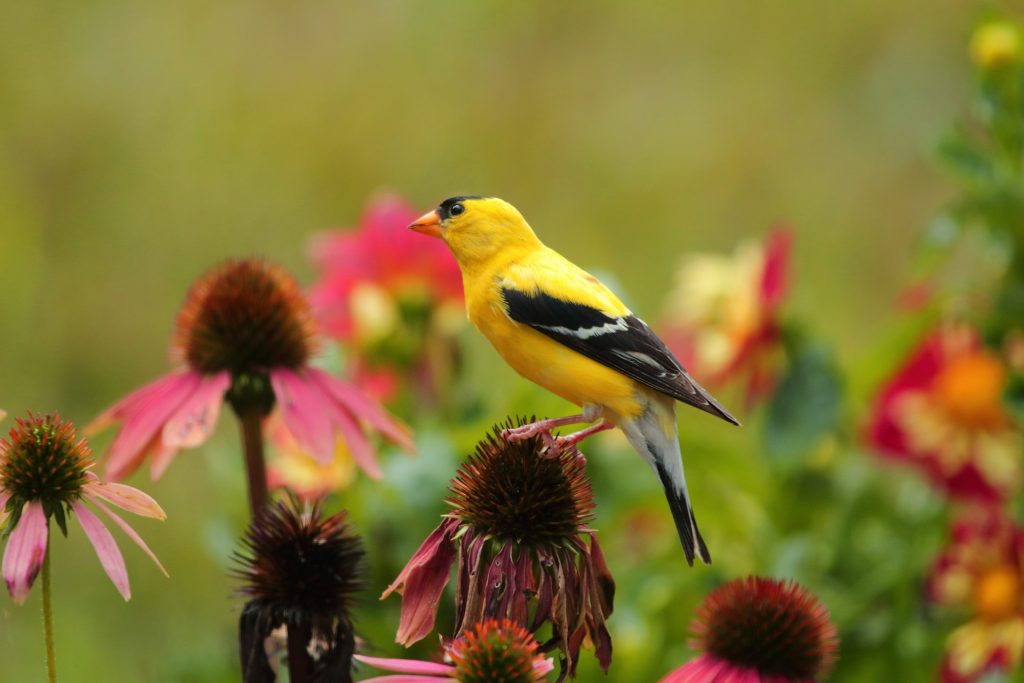 A yellow bird sits on a flower.
