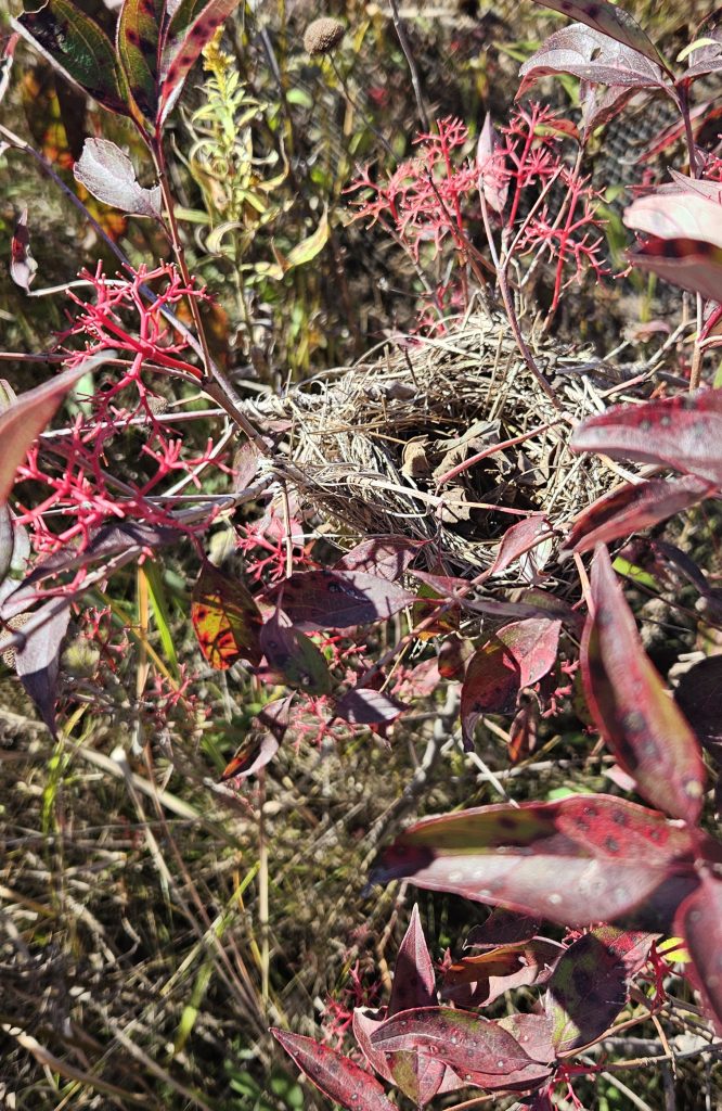 A photo of a bird's nest.